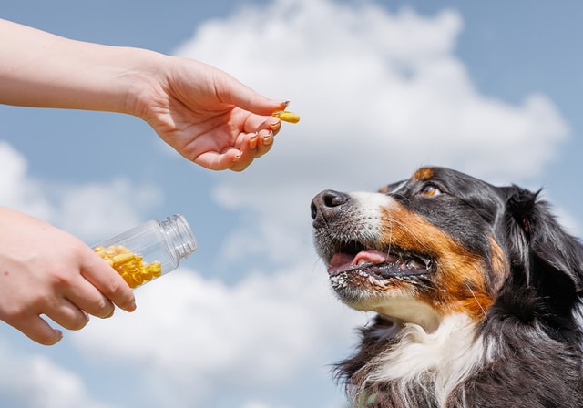 Pet Medications